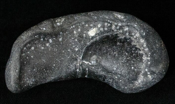 Bargain Fossil Whale Ear Bone - Miocene #18185